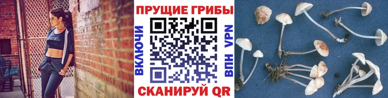 где продают наркотики  Ершов  Галлюциногенные грибы мухоморы 